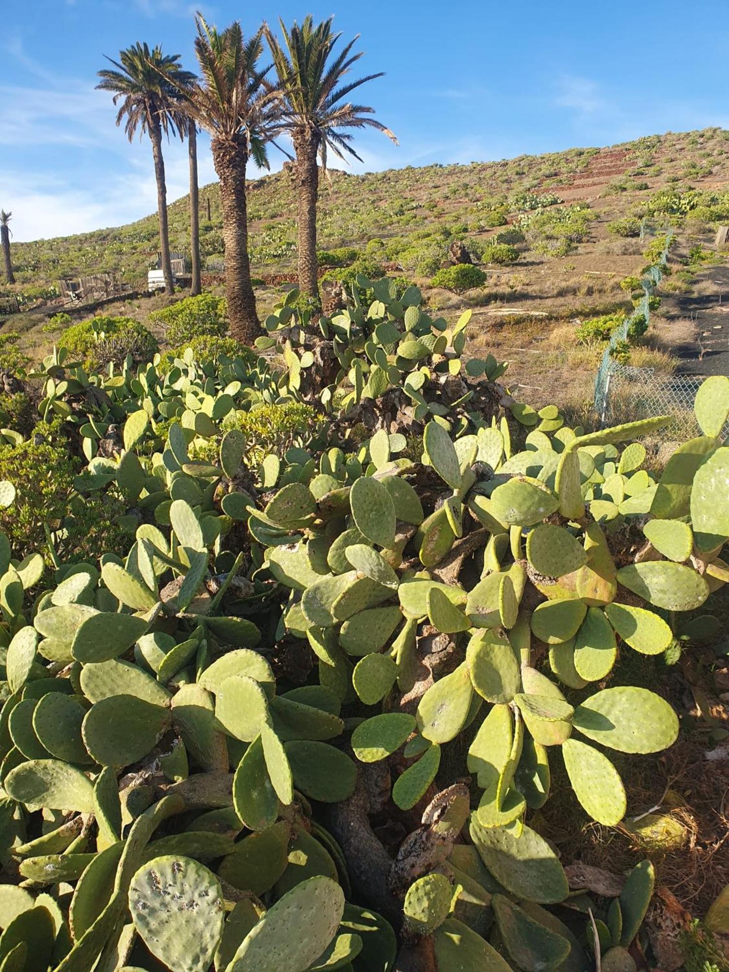 Casa La Tunera, Country House, Haria, Lanzarote 外观 照片